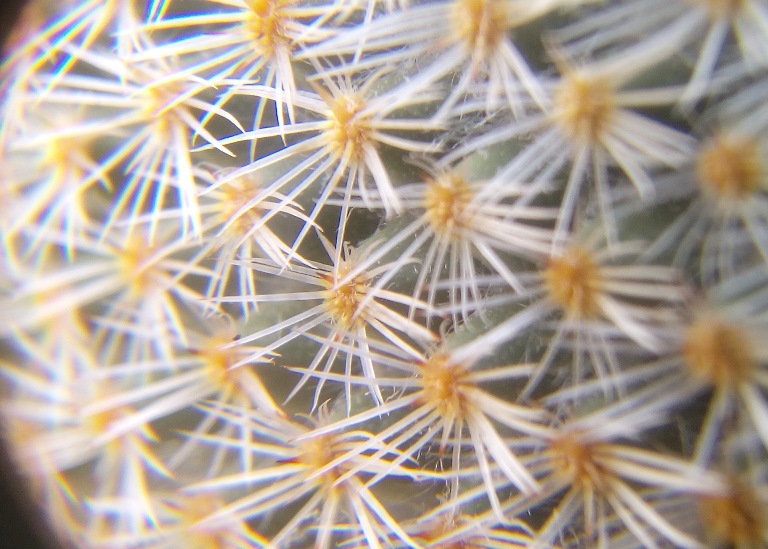 Mammillaria crucigera.jpg