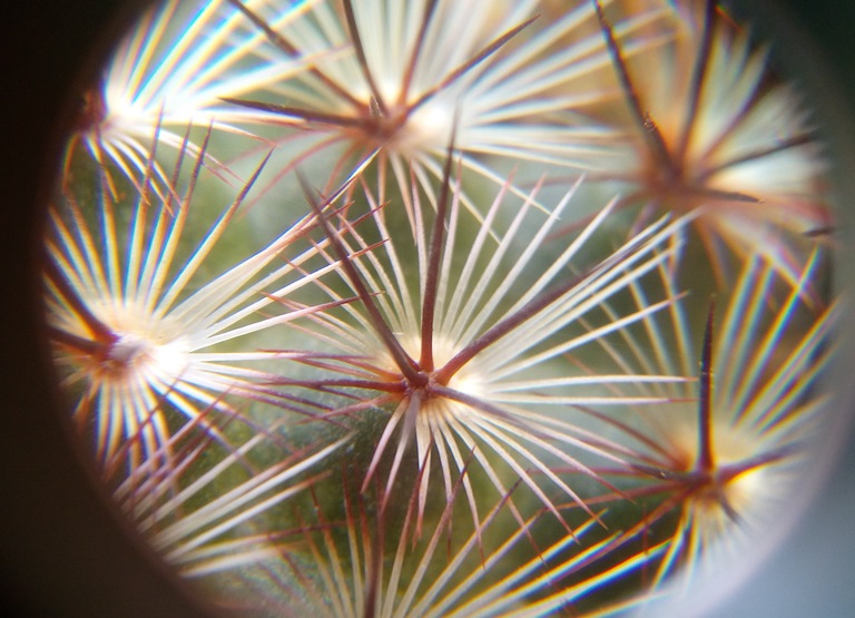 Mammillaria microhelia.jpg