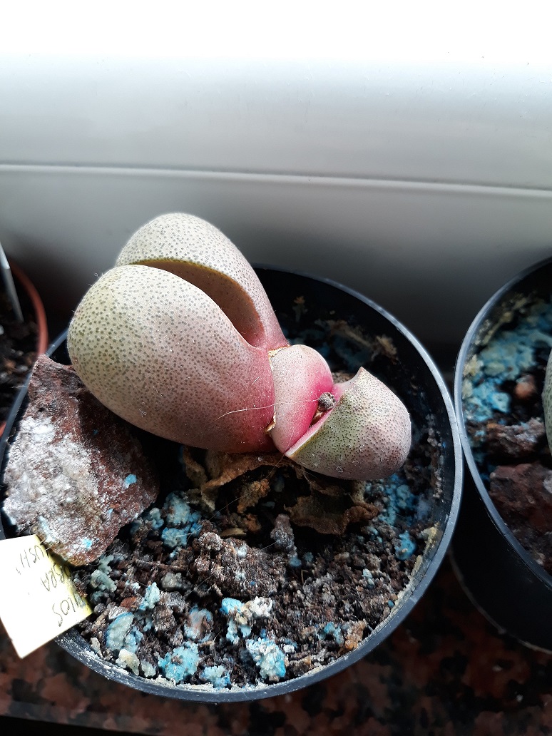 20180412_171929.jpg