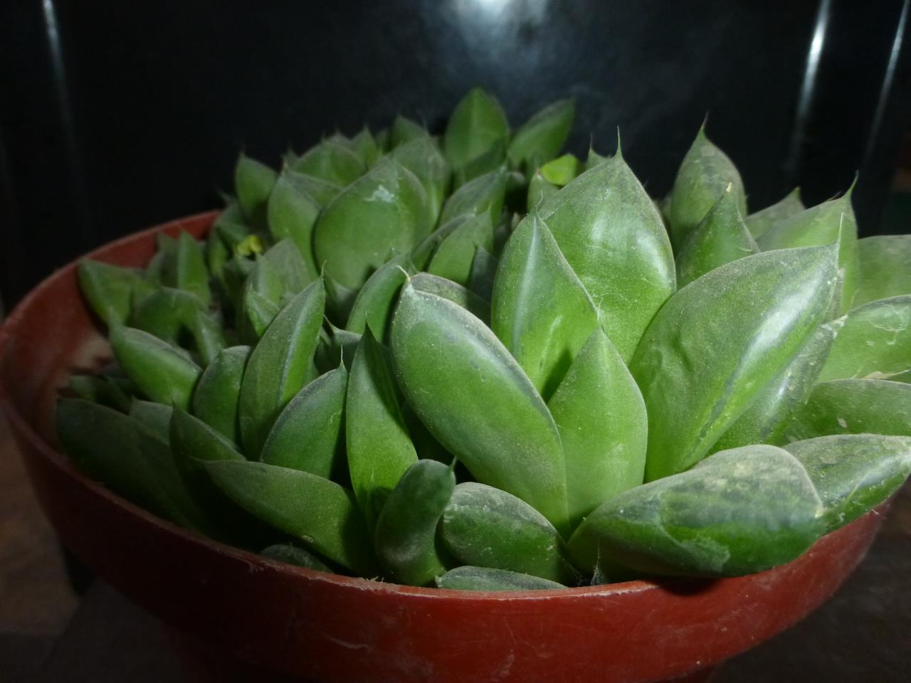 Sucu02.JPG