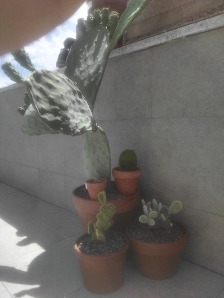 Éstas son mis opuntias. La más grande de todas, que yo la llamo chumbera, en realidad no sé qué tipo de opuntia es. Las flores que salen sobre el fruto son de color amarillo. La que está en la maceta, con un color verde oscuro, no sé qué tipo de opuntia es. La verdad es que me llamó la atención cuando la vi porque tenía unos tonos violáceos en las zonas más exteriores de las &quot;orejas&quot; y me llevé una pala para plantarla en casa.