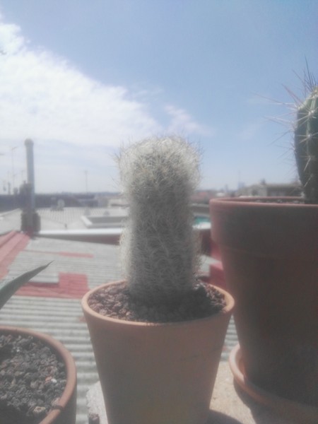 Éste cactus no tengo ni idea de cuál es.