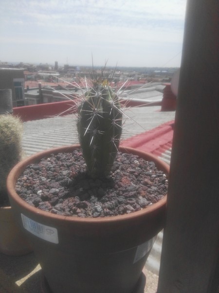 Éste es mi pequeño grandullón. No sé si viviré para verle crecidito...