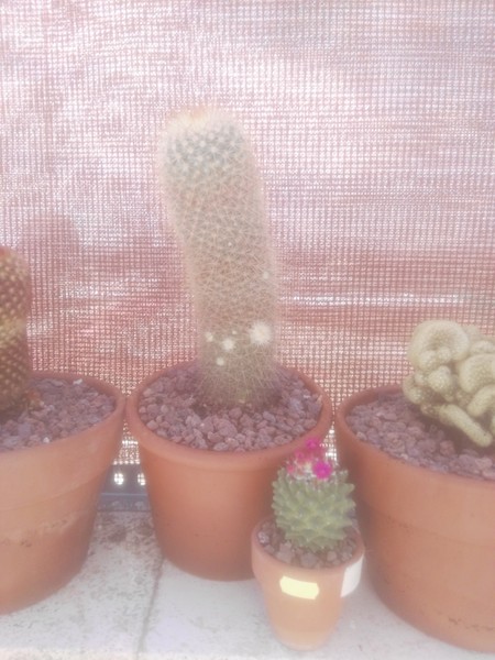 ¿Puede ser una mammillaria magnifica?