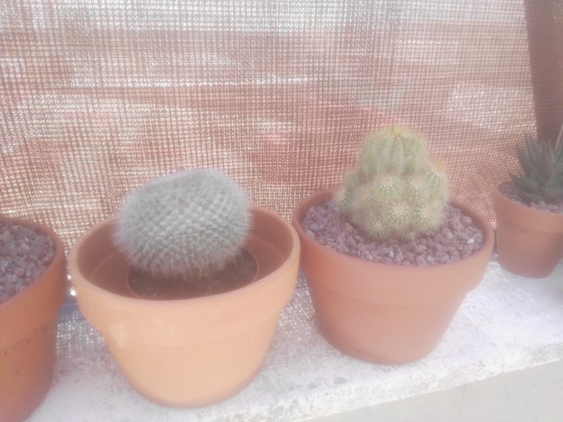 Mi hahniana que aún no está en su maceta y mi oreocereus