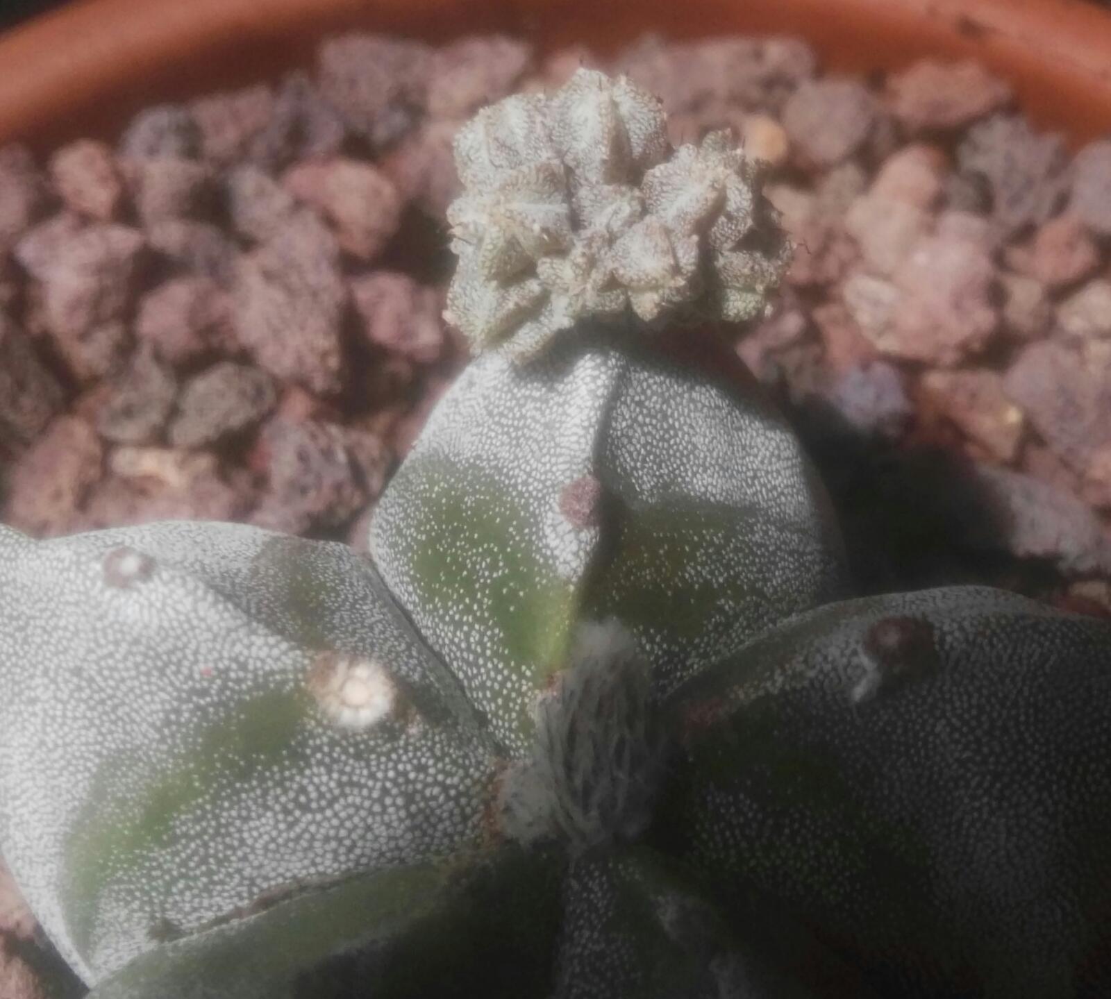 La flor no ha llegado a abrirse nunca, y ha pasado a transformarse en un ramillete de pequeños astrophytum. ¿QUÉ HAGO CON ELLOS?