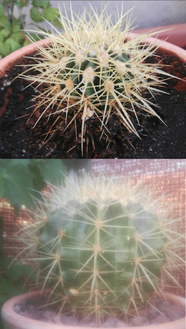 Es en el que más he notado que le gusta la terraza. Me lo entregó mi hermano en octubre del año pasado porque en su casa veía que no tiraba y está así de hermosote.