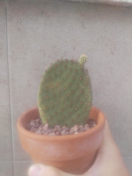 Saber qué opuntia podría ser.