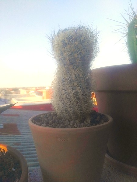 Este cactus lo compré hace un par de años y desde esta primavera ha crecido del estrechamiento hacia arriba. No tengo ni idea de cuál puede ser. Las espinas son rígidas, pero enmarañadas. El estrechamiento lo tenía cuando lo compré y me enteré a posteriori que era debido a una falta de sol anterior.