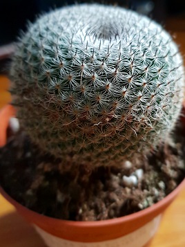 cactus.jpg