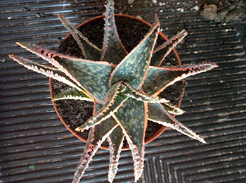 ALOE DECOR.jpg