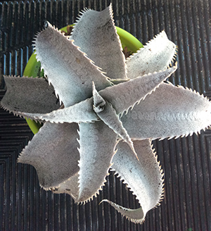 DYCKIA.jpg