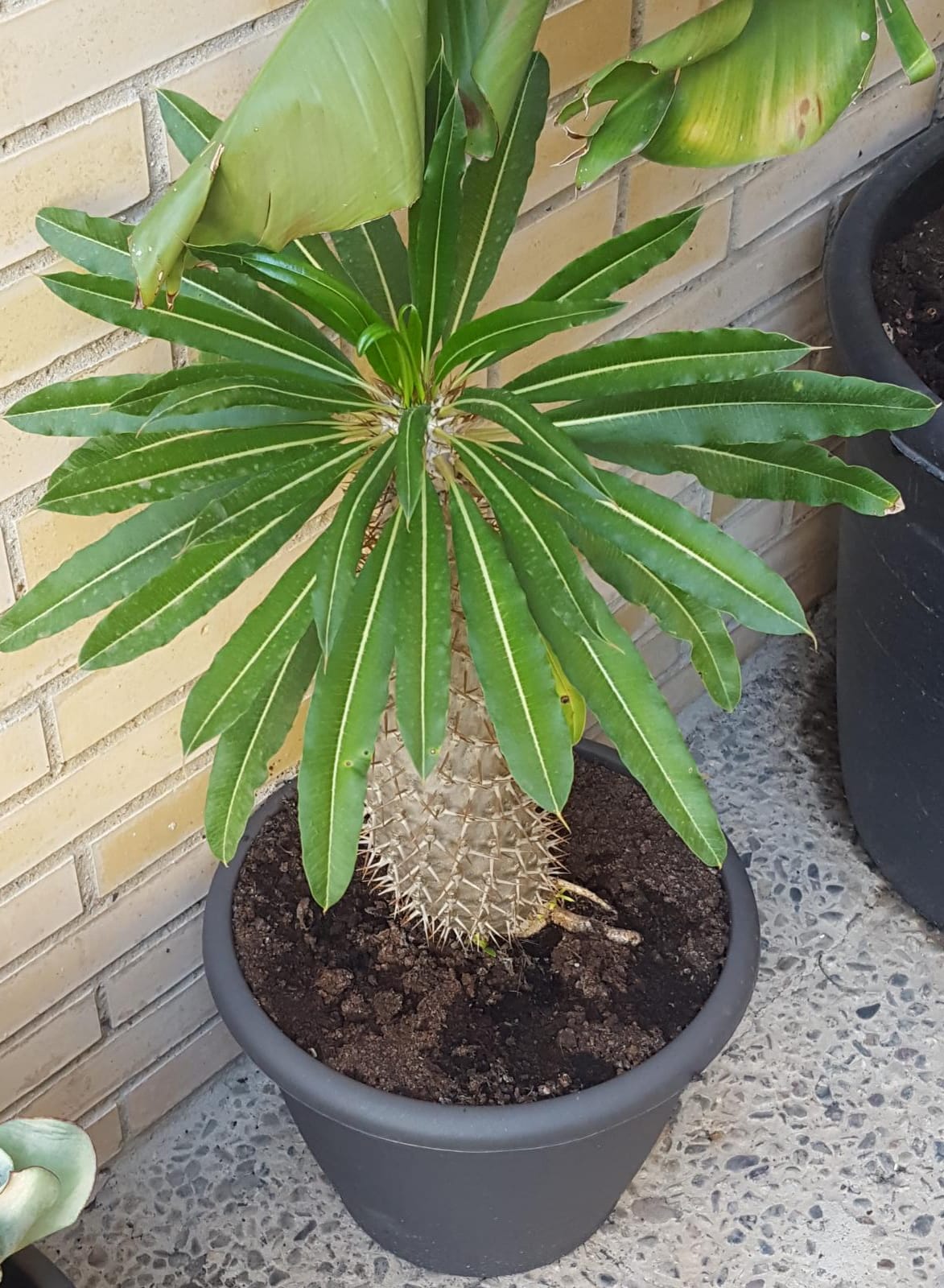 Pachypodium lamereii