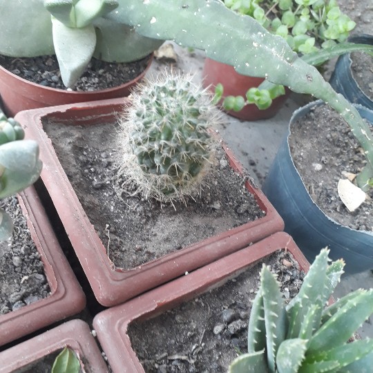 Hola. ¿Alguien sabe cuáles son los nombres de estos dos cactus?