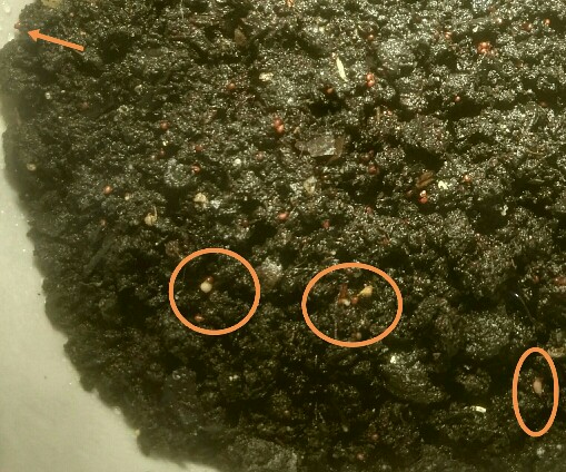 La foto es un mierda, pero ahí están mis semillas germinadas :)