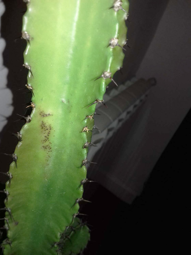 Detalle pintitas tronco