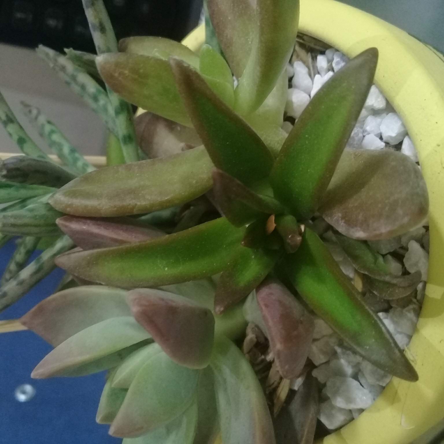 creo que es una dudleya