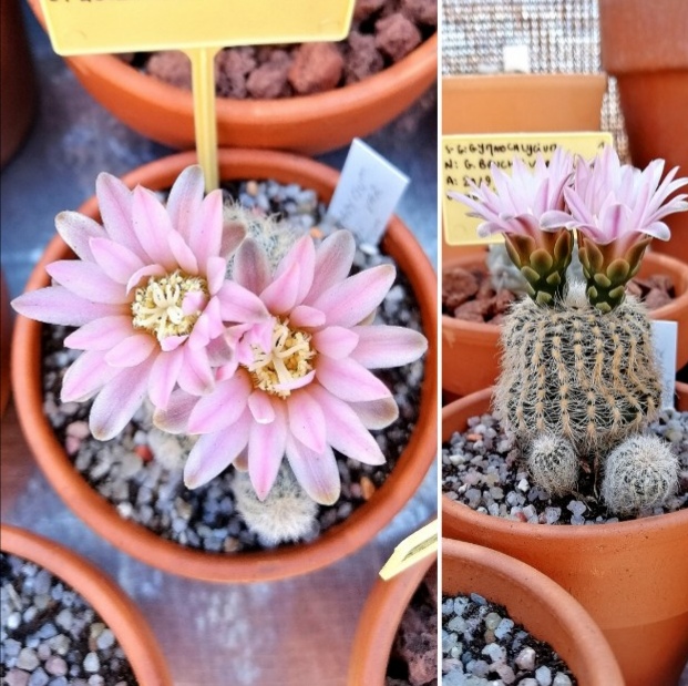 Gymnocalycium bruchii var. niveum