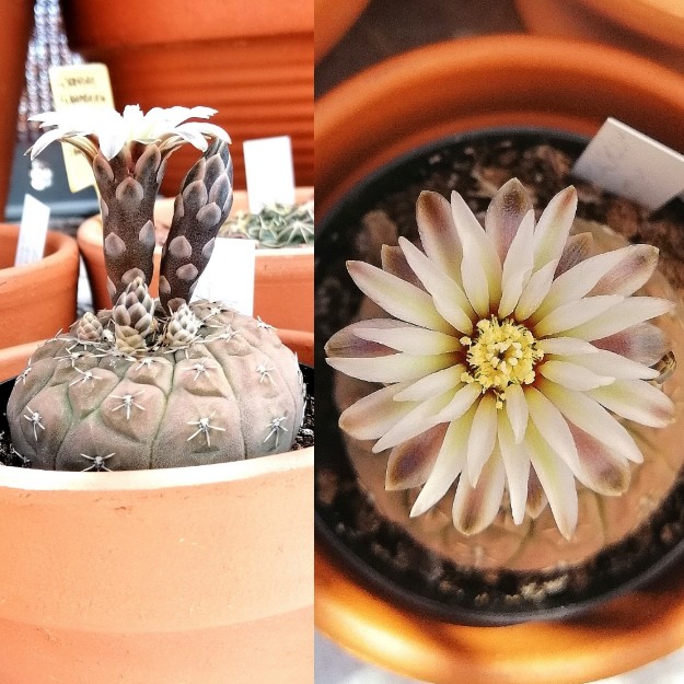 Gymnocalycium bodenbenderianum var. paucispinum.