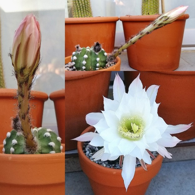 Echinopsis subdenudata