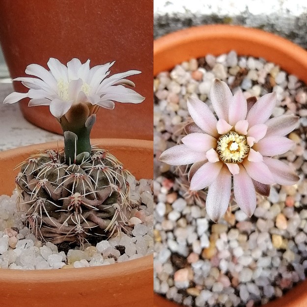 Gymnocalycium baldianum var. albiflorum