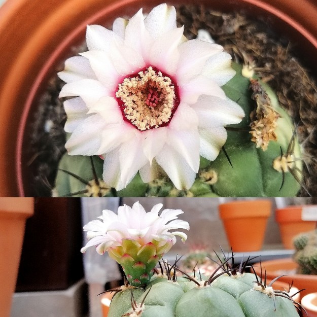 Gymnocalycium pflanzii