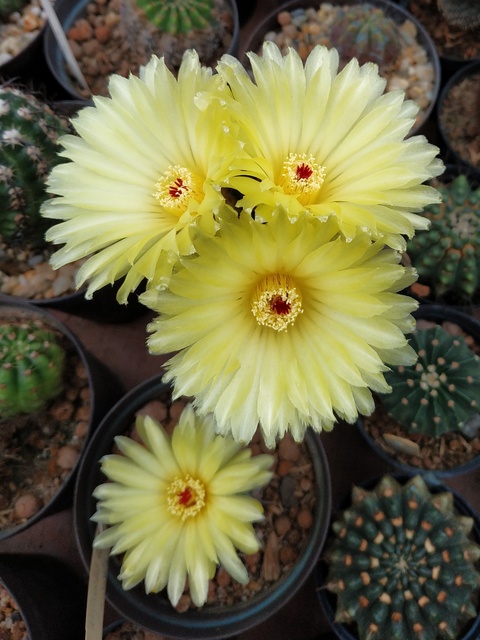 Notocactus acutus