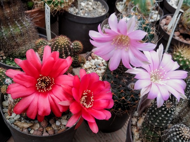 Lobivia wrightiana y Chamaelobivia sp