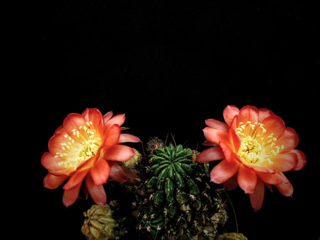 Lobivia pentlandii