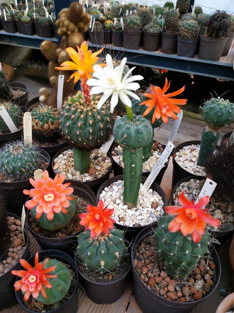 Matucanas