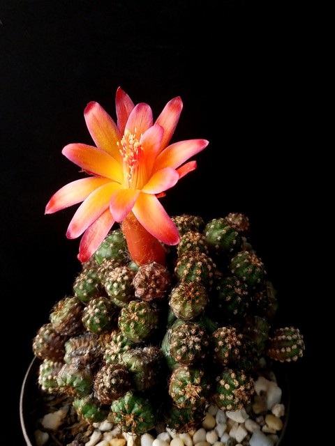 Matucana poltzii