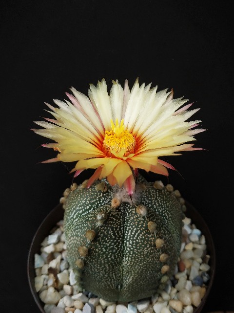Astrophytum myriostigma híbrido