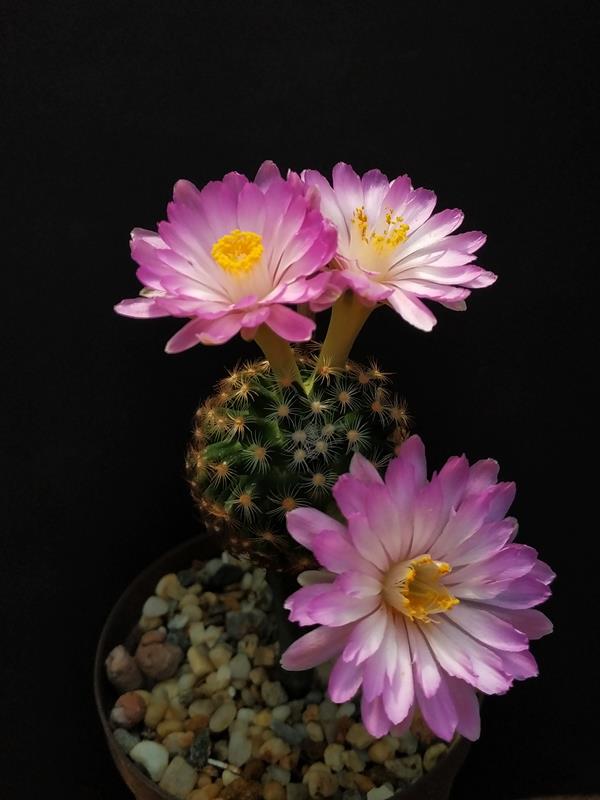 Mammillaria saboae ssp roczeckii