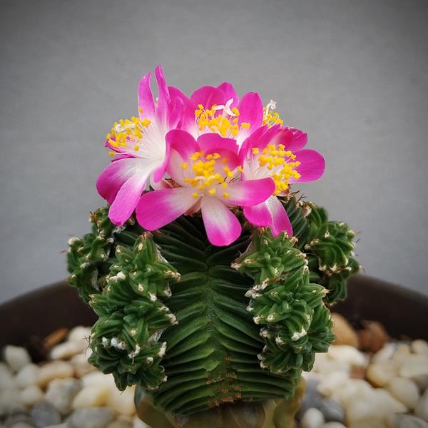Aztekium valdezii