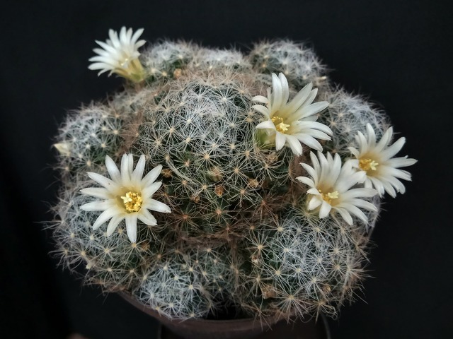 Mammillaria prolifera x carmenae