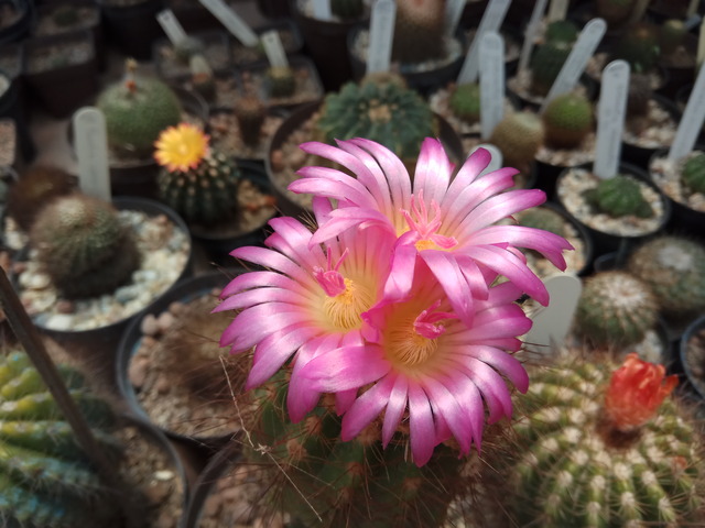 Notocactus horstii