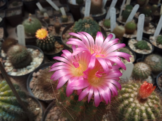 Notocactus horstii