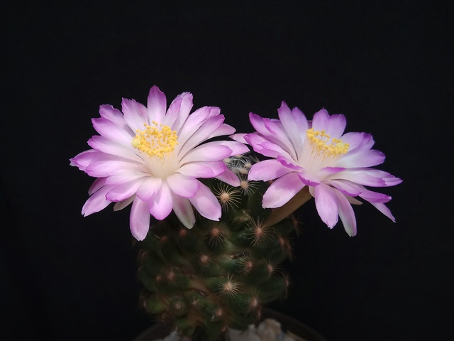 Mammillaria saboae ssp roczekii