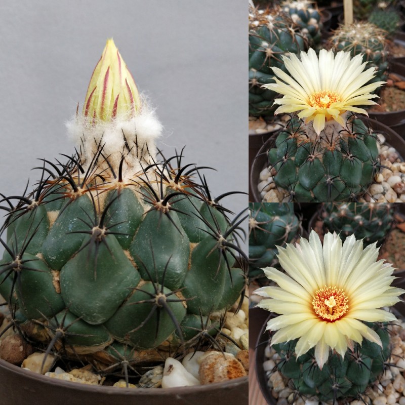 Coryphantha calipensis