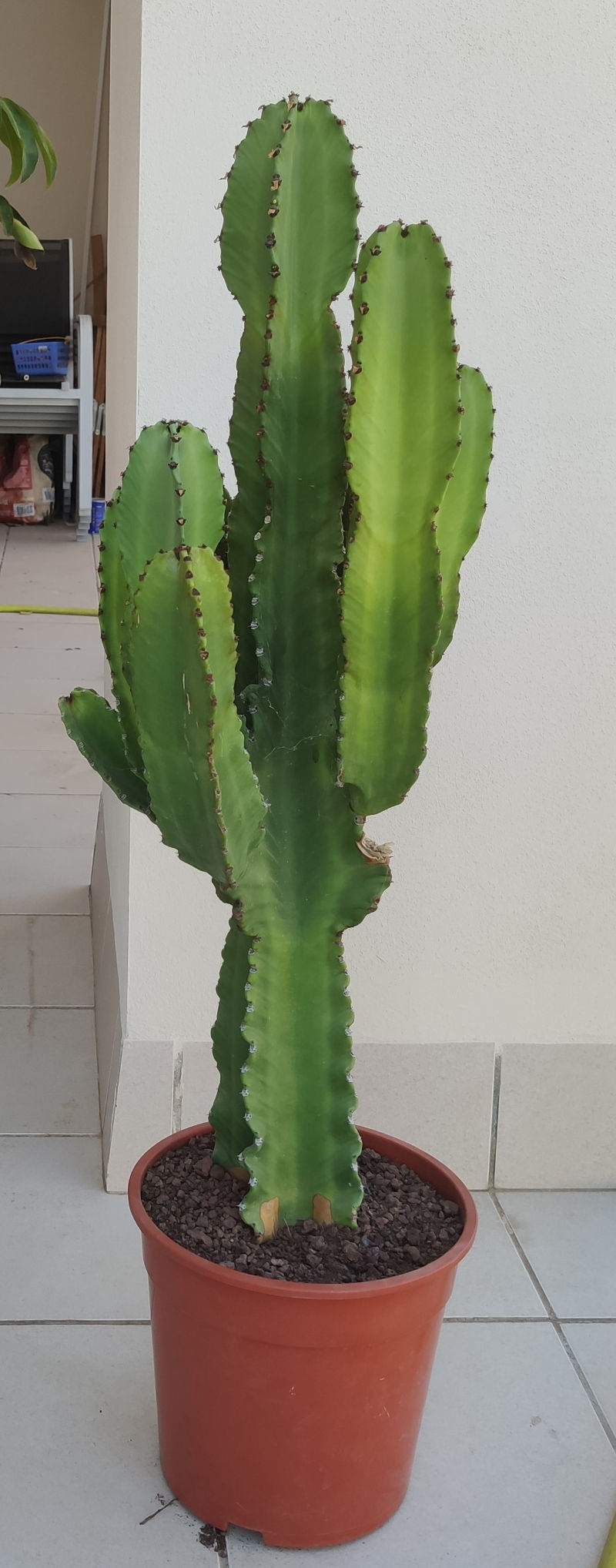 candelabro terraza blanca.jpg