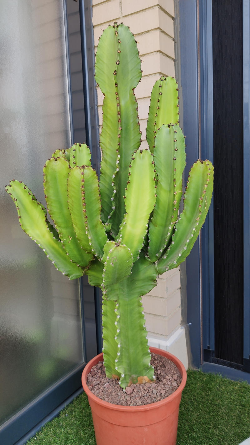 CANDELABRO TERRAZA.jpg