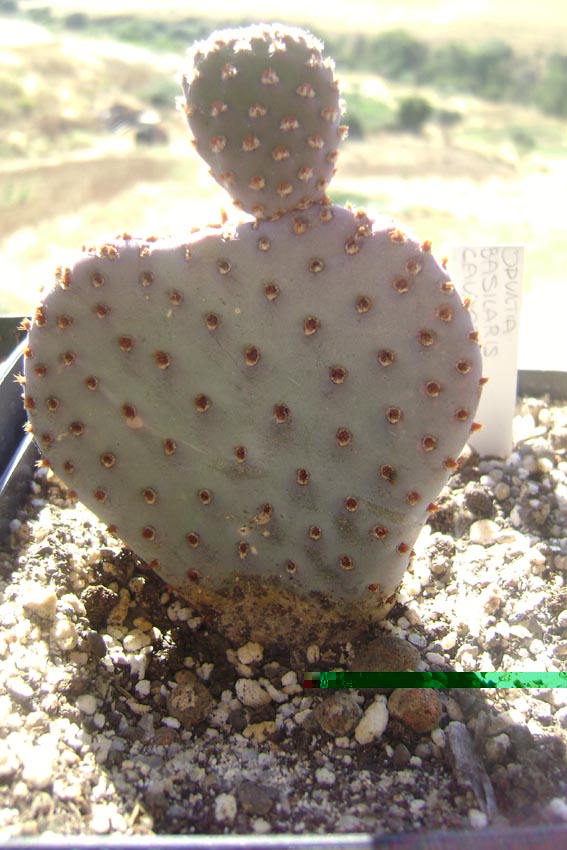 opuntia basilaris v. caudata.jpg