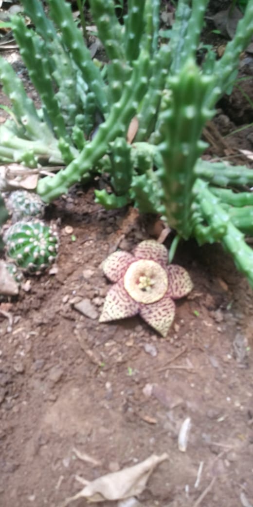Ayuda a identificar