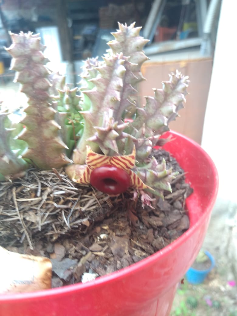 Ayuda a identificar