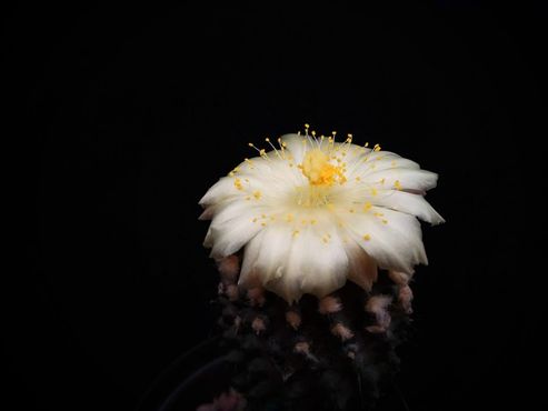 Copiapoa mollicula