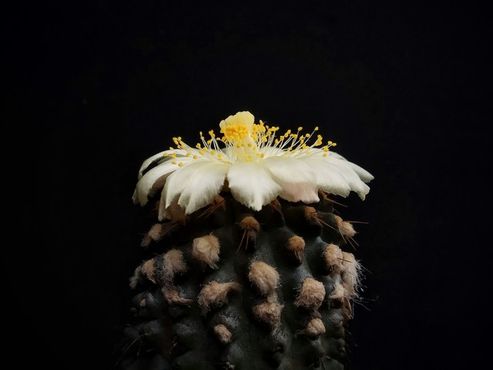 Copiapoa mollicula