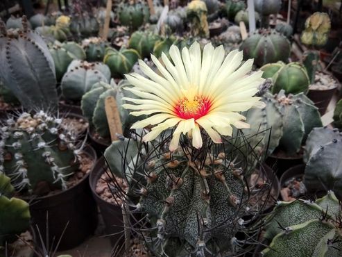 Astrophytum capricorne