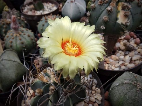 Astrophytum capricorne ssp senilis v aureum