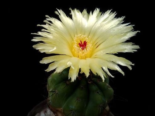 Notocactus ottonis