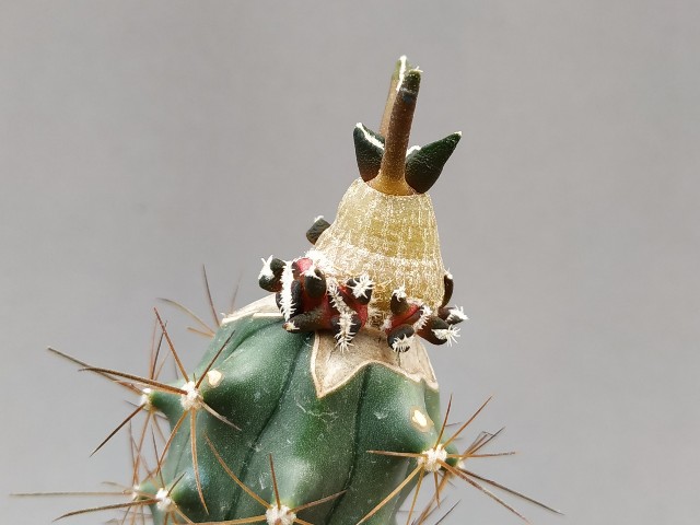 Ariocarpus kotschoubeyanus injertado en Ferocactus herrerae